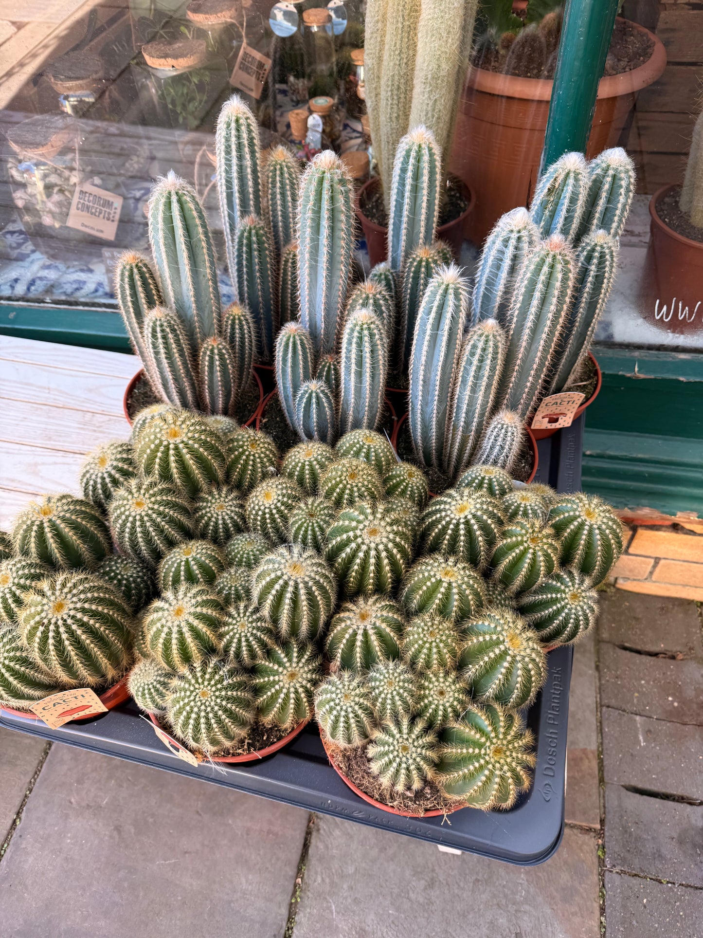 Parodia Magnifica