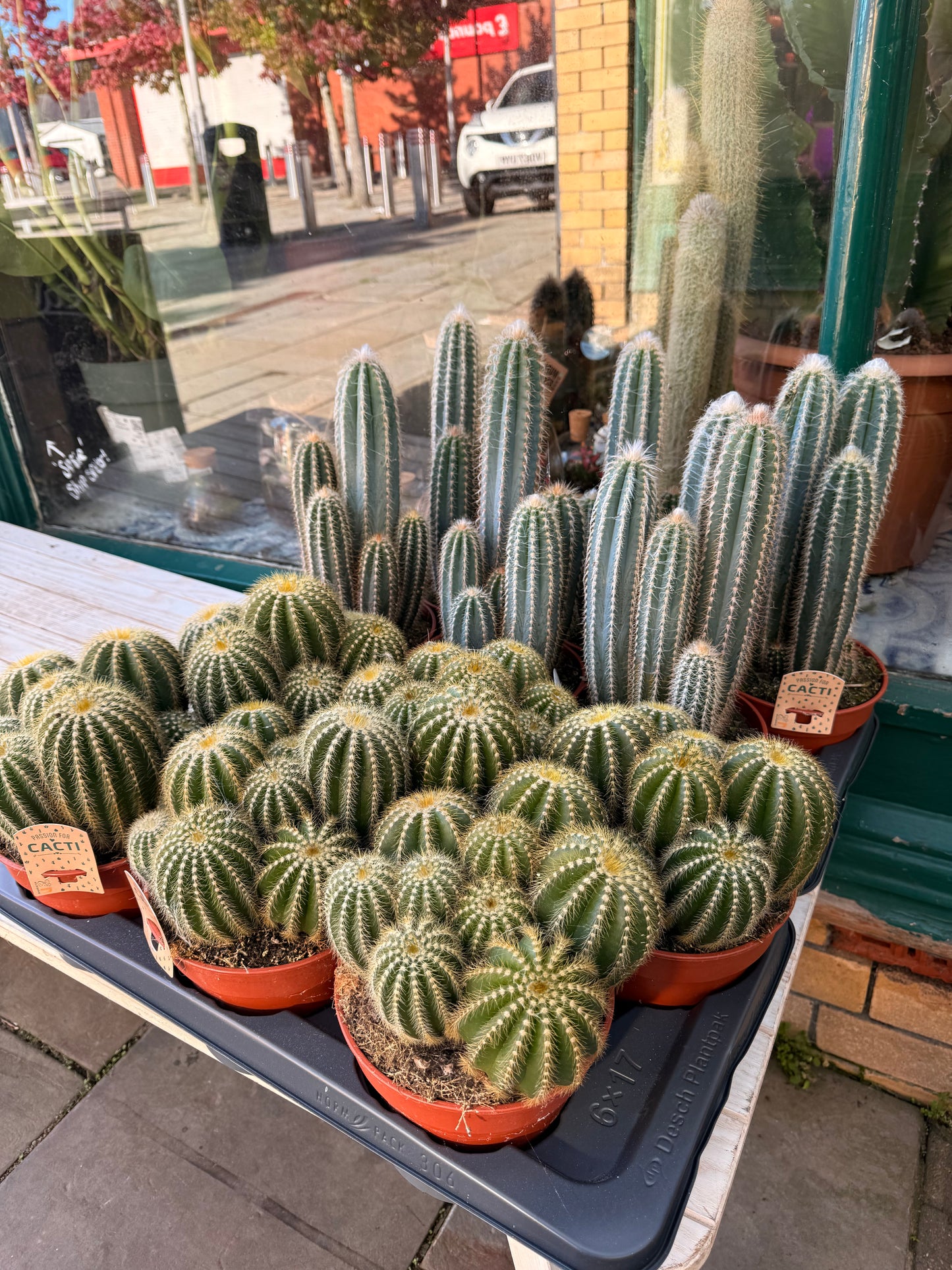 Parodia Magnifica