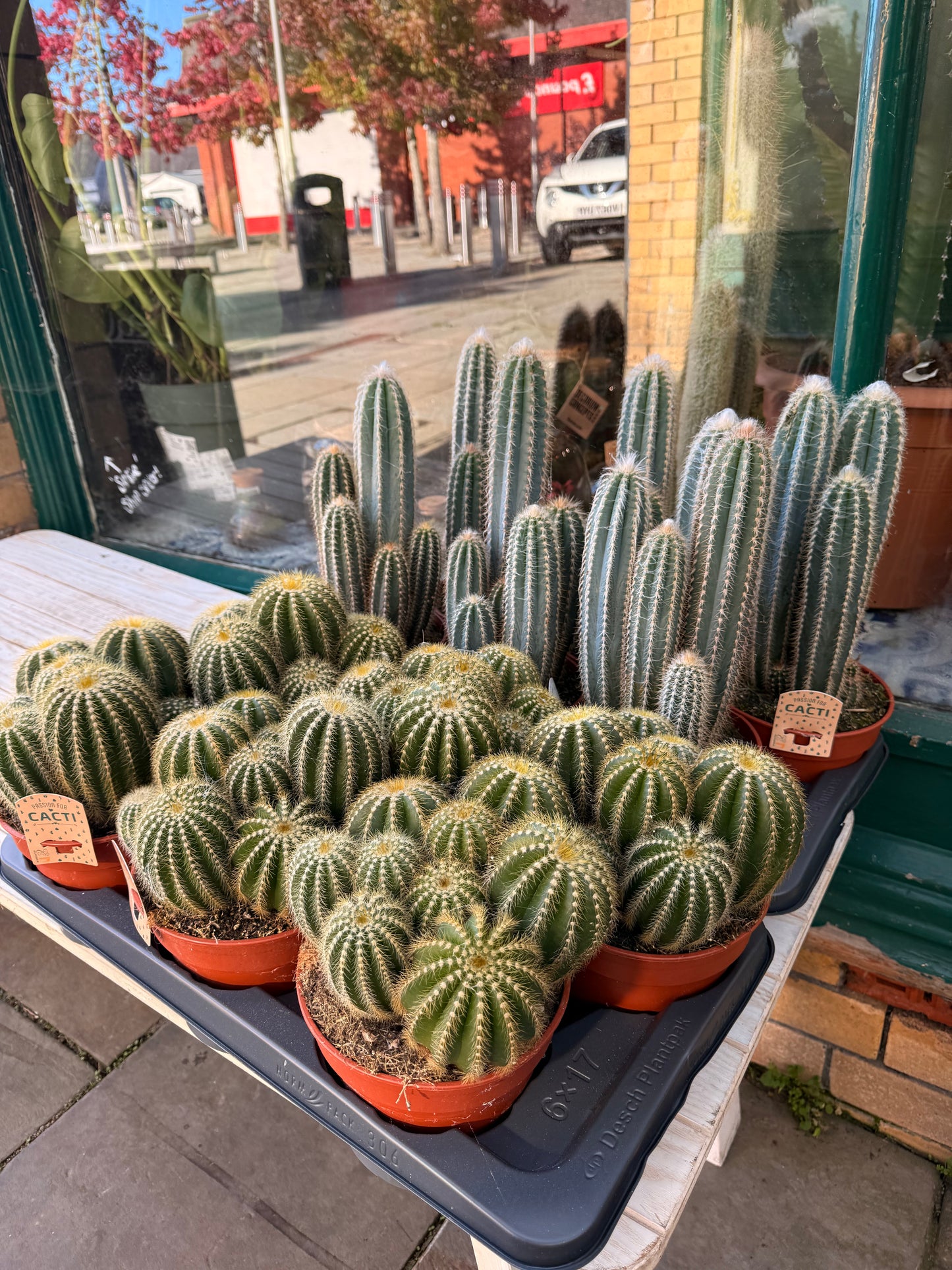 Parodia Magnifica