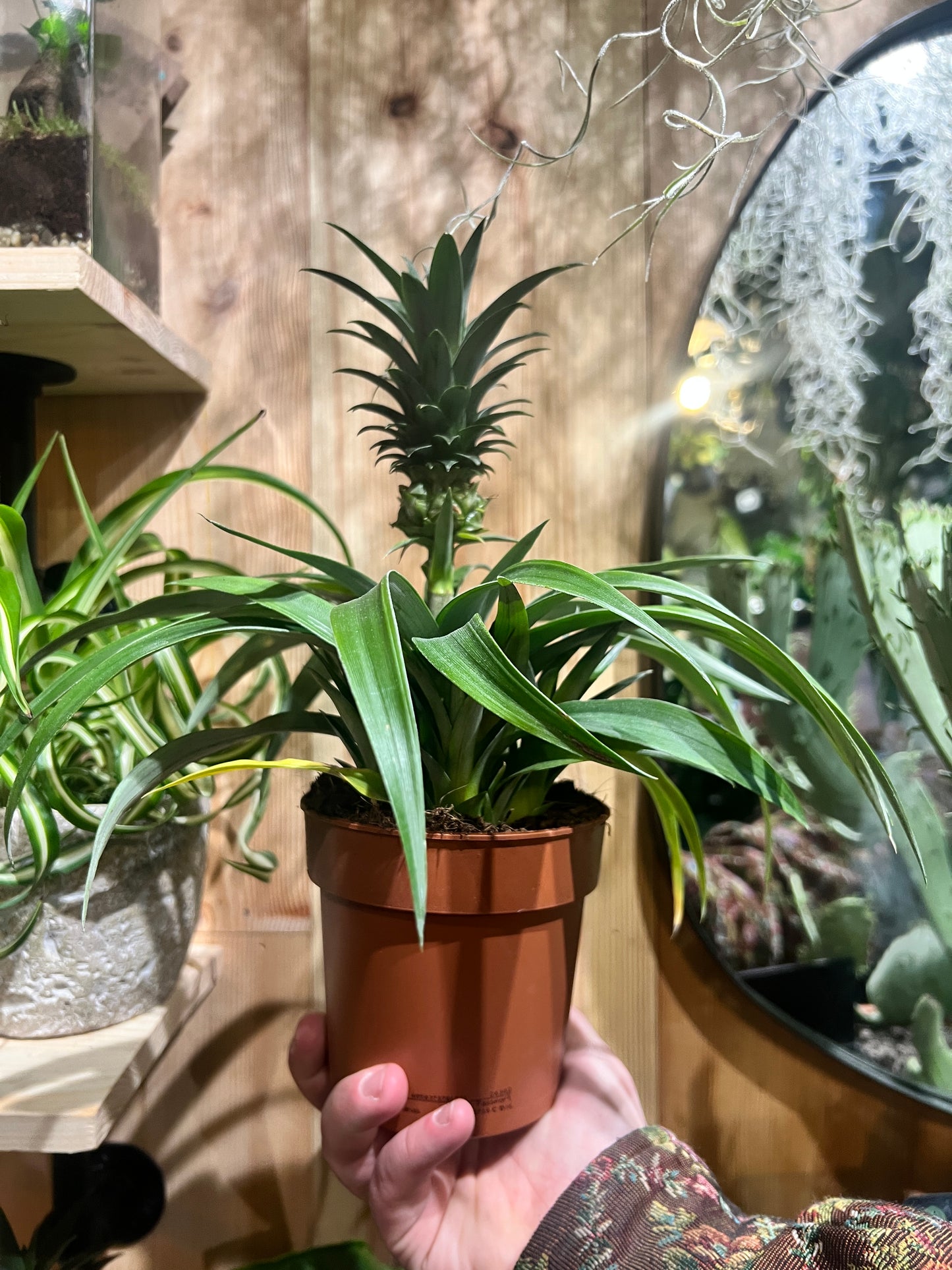 Ananas mi amigo (Pinapple Plant)