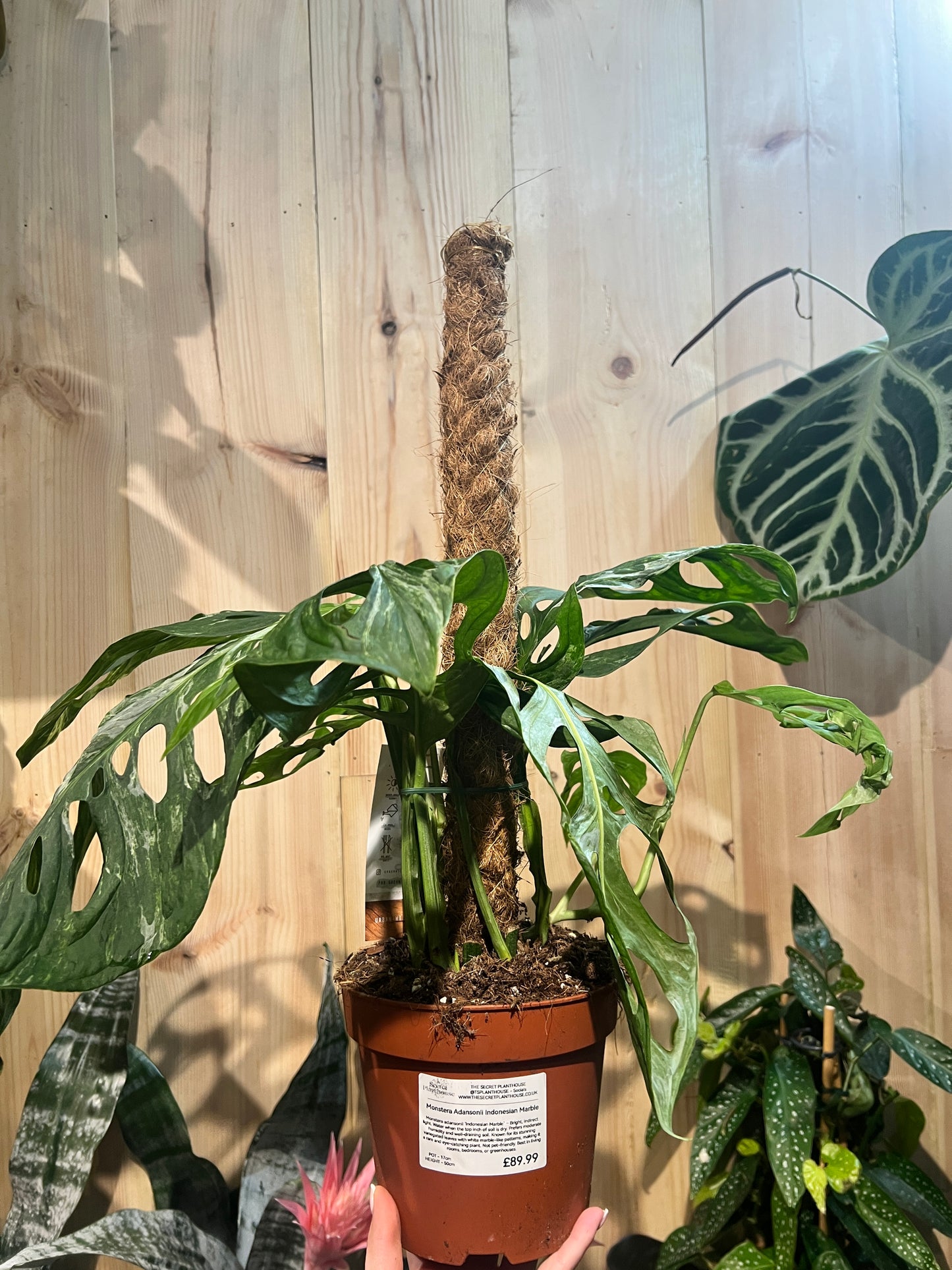 Monstera Adansonii Indonesian Marble