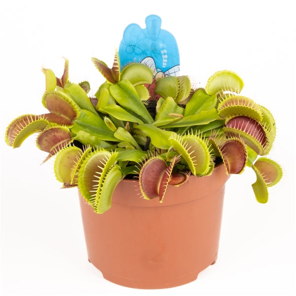 Dionaea muscipula – The Venus Flytrap