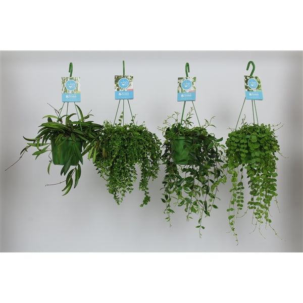 Mystery Hanging Plant β Let the Adventure Begin!