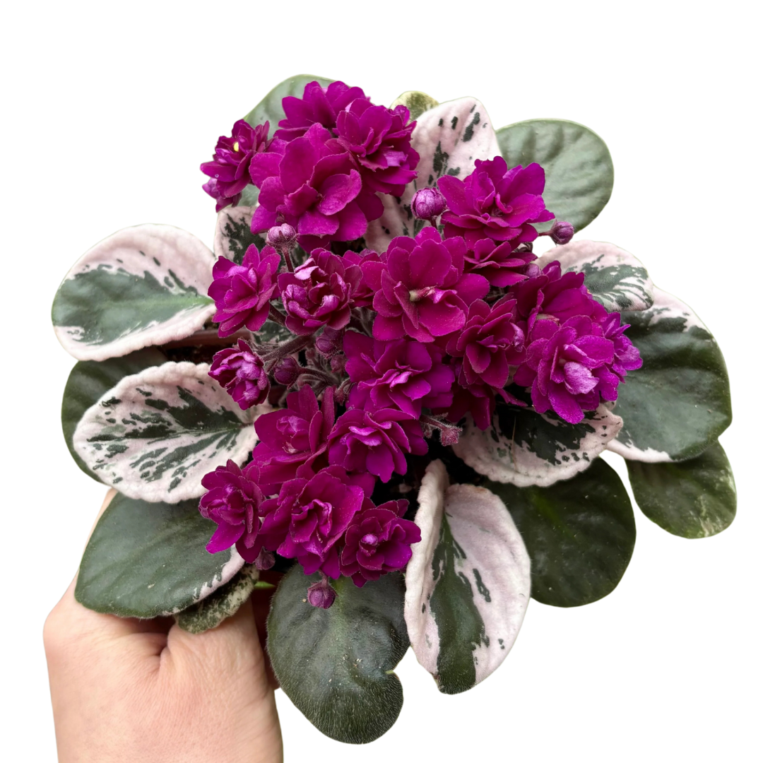 Saintpaulia variegata Hovariagata
