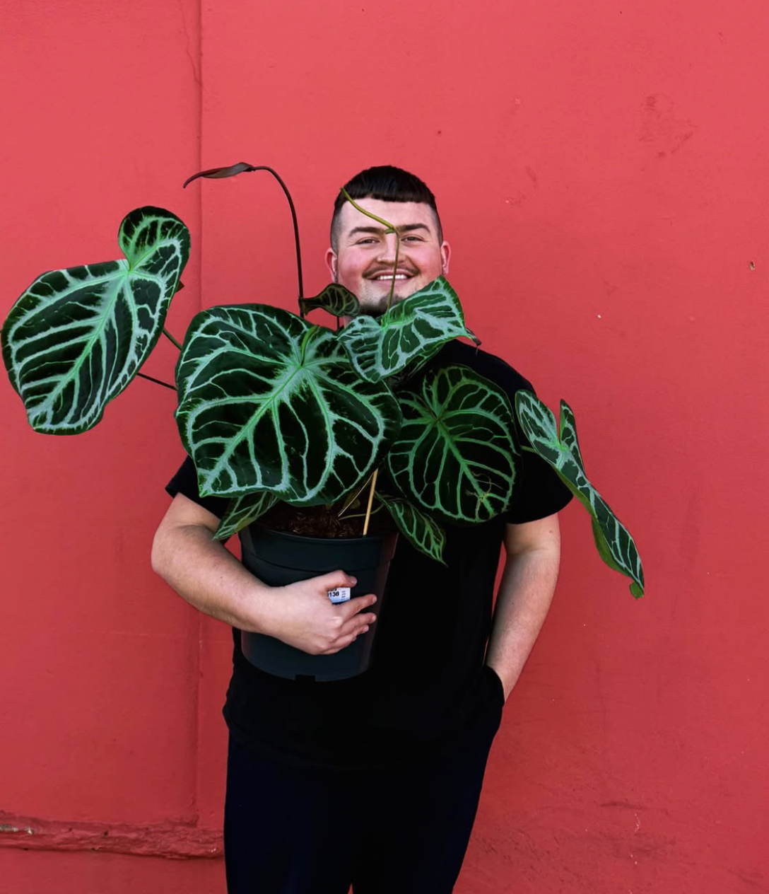 Anthurium Karma crystal