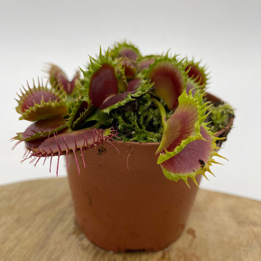 Dionaea muscipula ‘Zipp’ - RARE!