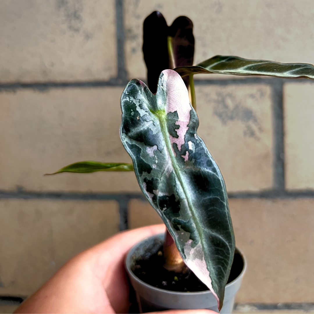 Alocasia ‘Bambino Pink Variegata’ – A Rare Collector’s Gem