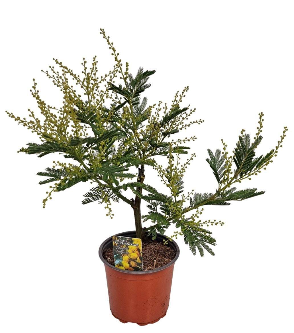Acacia Mimosa Daelbata Bush