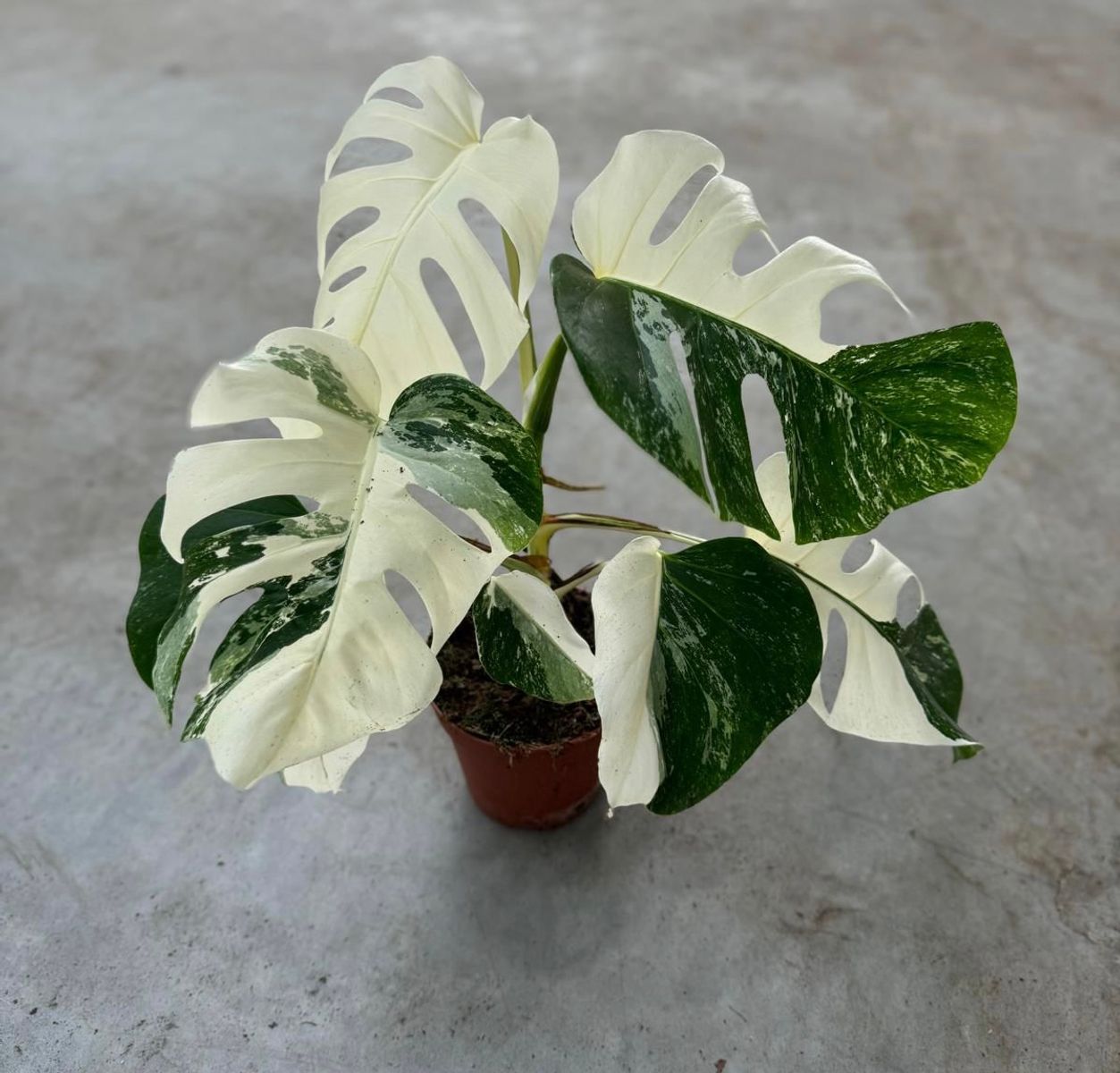 Monstera deliciosa Variegata super white (Half moons)