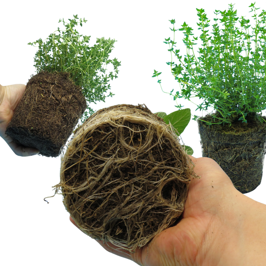 Winter Cooking Collection - Sage, Thyme, Rosemary