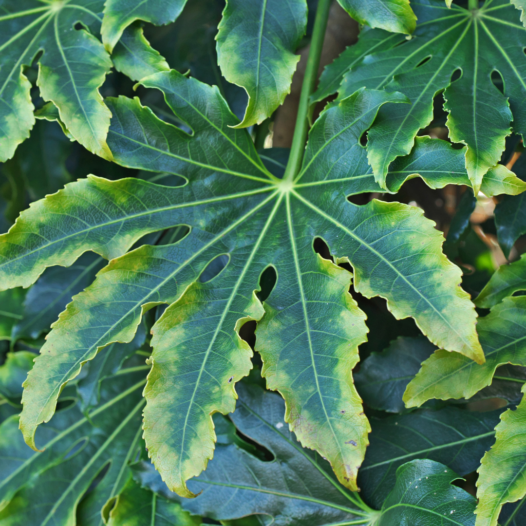 Fatsia Camouflage