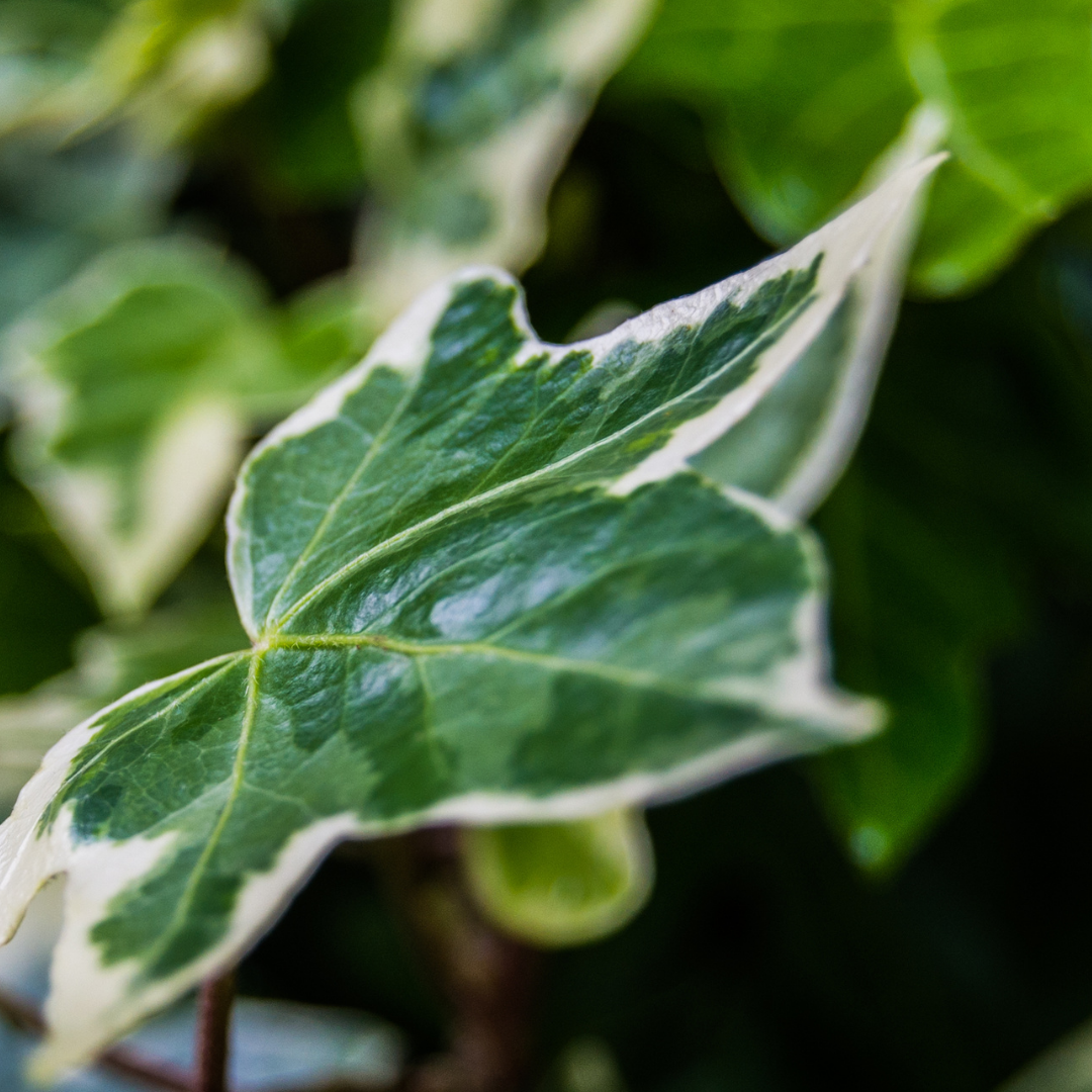 Hedera Helix Silver Variegated