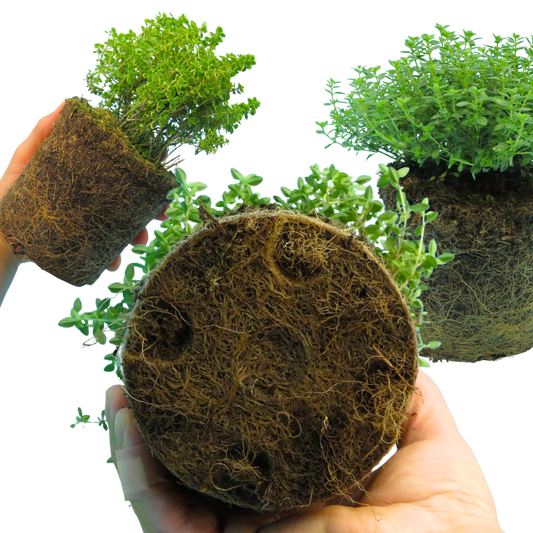 Thyme Lemon Variegated