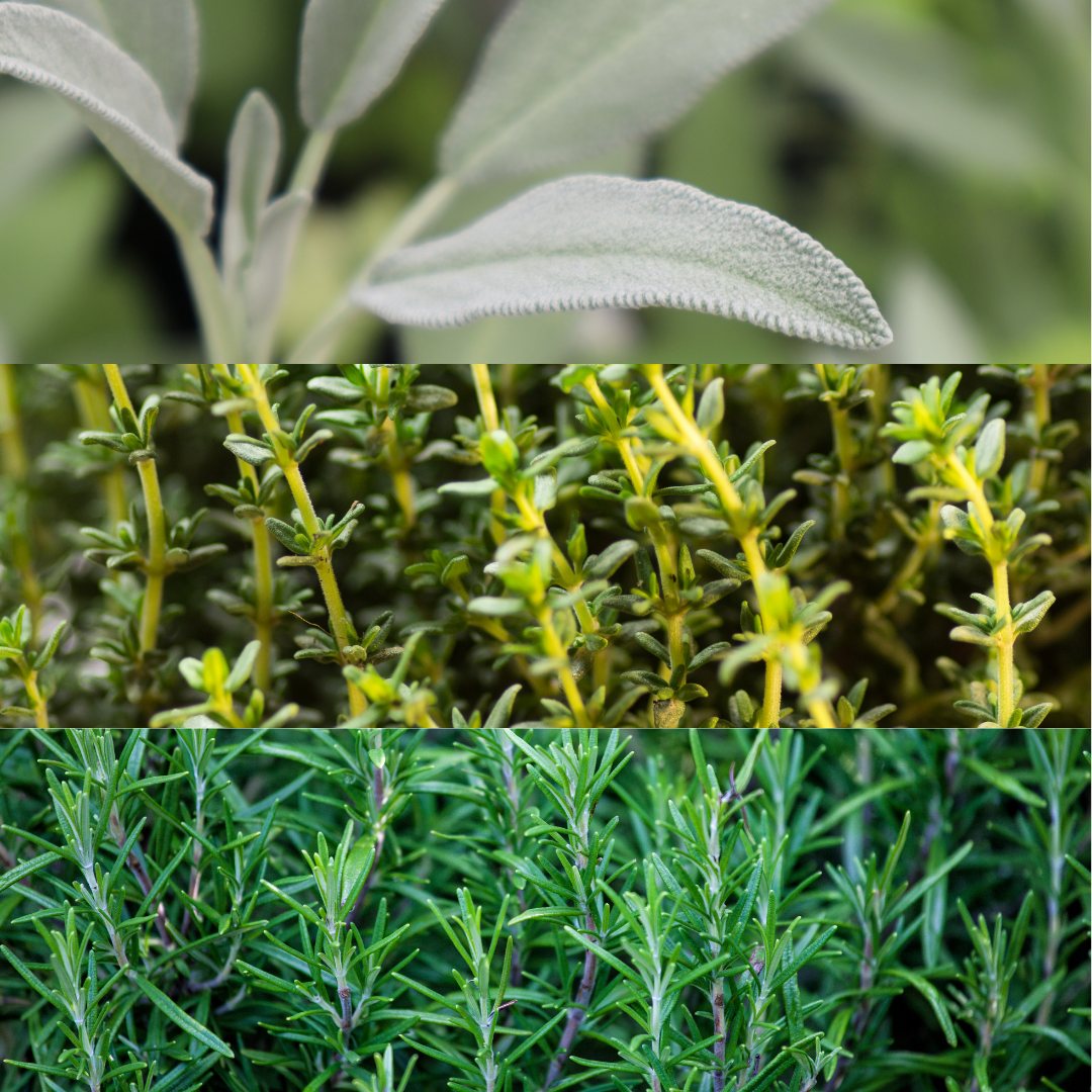 Winter Cooking Collection - Sage, Thyme, Rosemary