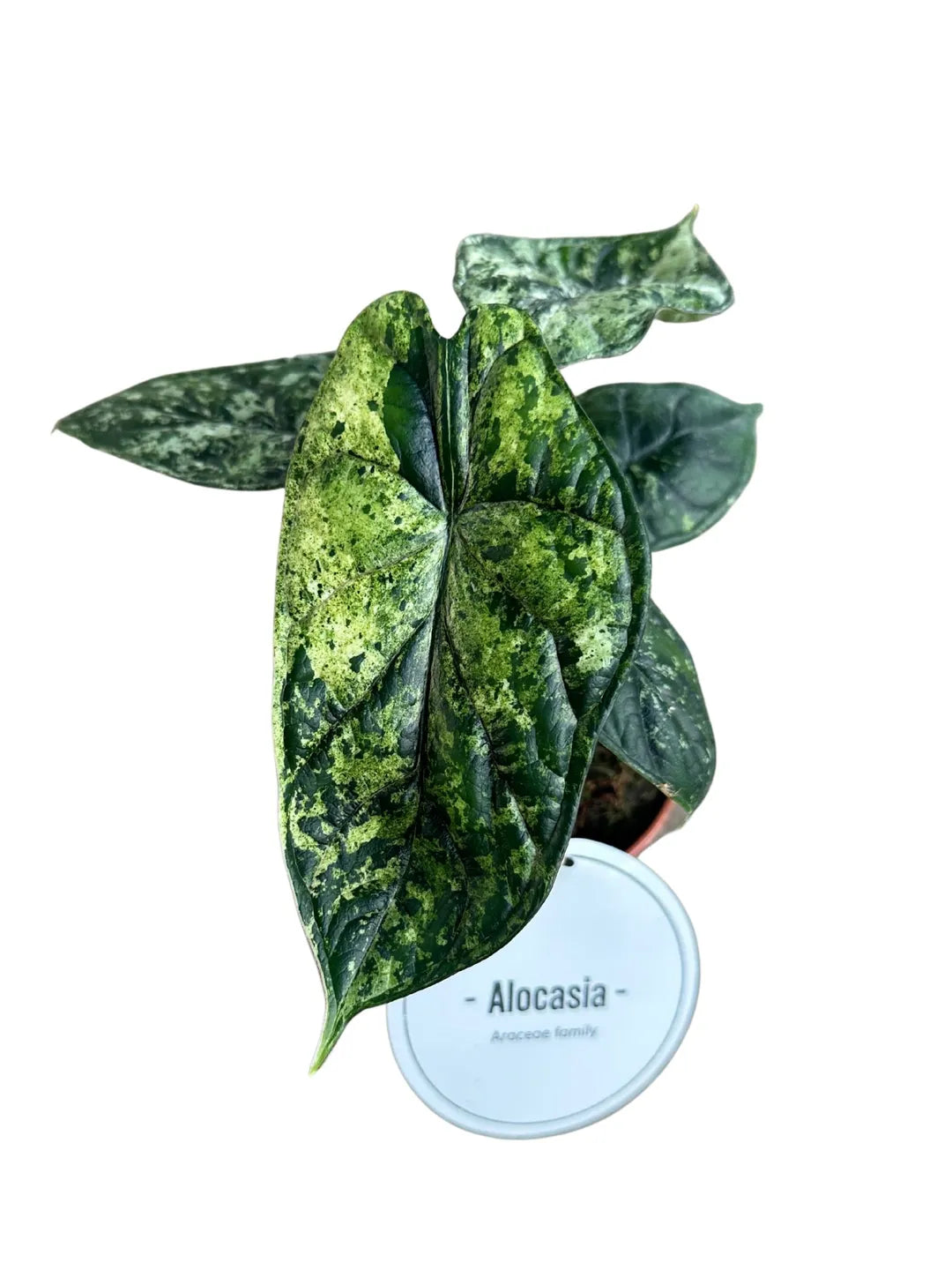 Alocasia Dragon Scale Mint