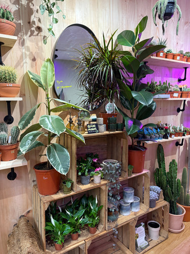 How to Create an Indoor Jungle: Styling Tips and Tricks