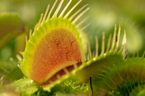 Captivating Carnivores: A Collection of Fascinating, Bug-Catching Plants