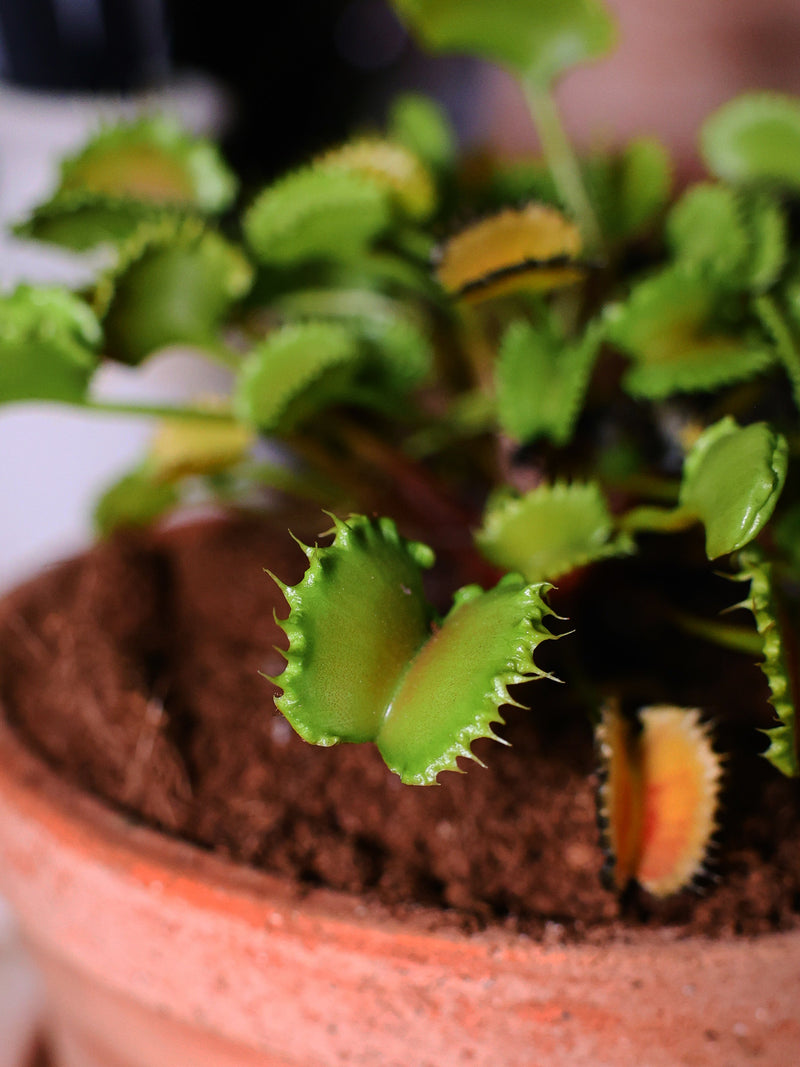 The Carnivorous Collection: Botanical Drama