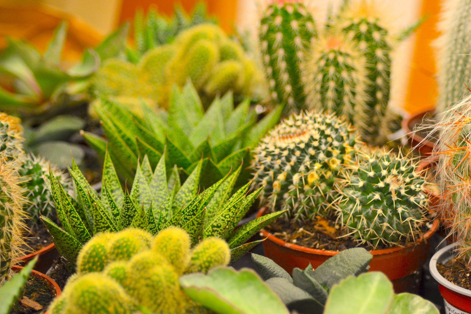 Buy Premium Cacti Online | Unique, Low-Maintenance Indoor Plants