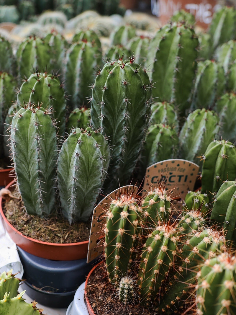 The Secret PlantHouse Cactus Gallery