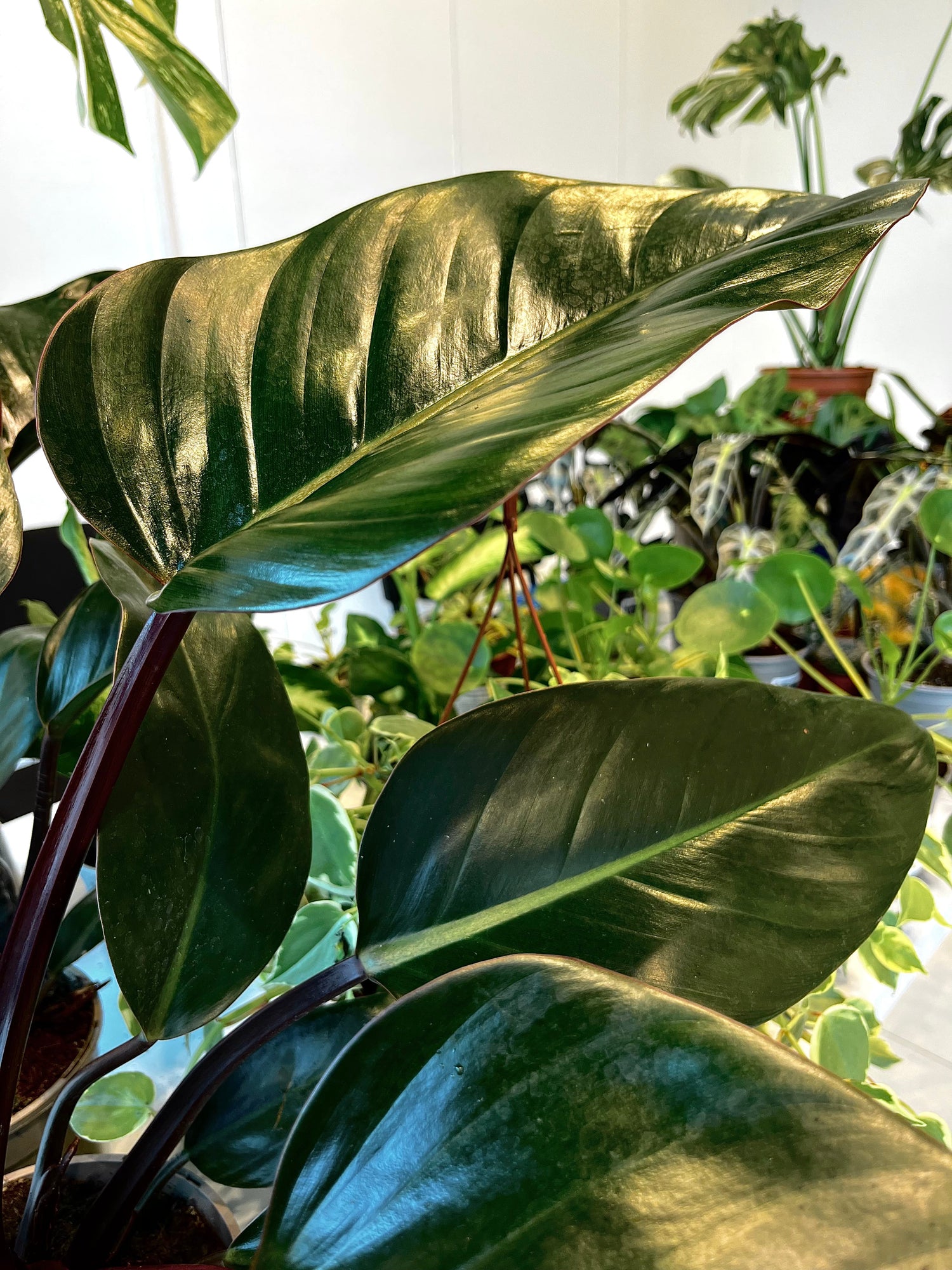 Buy Houseplants Online | Rare & Exotic Indoor Plants | The Secret PlantHouse