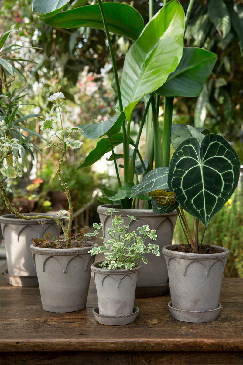 The Signature Houseplant Collection