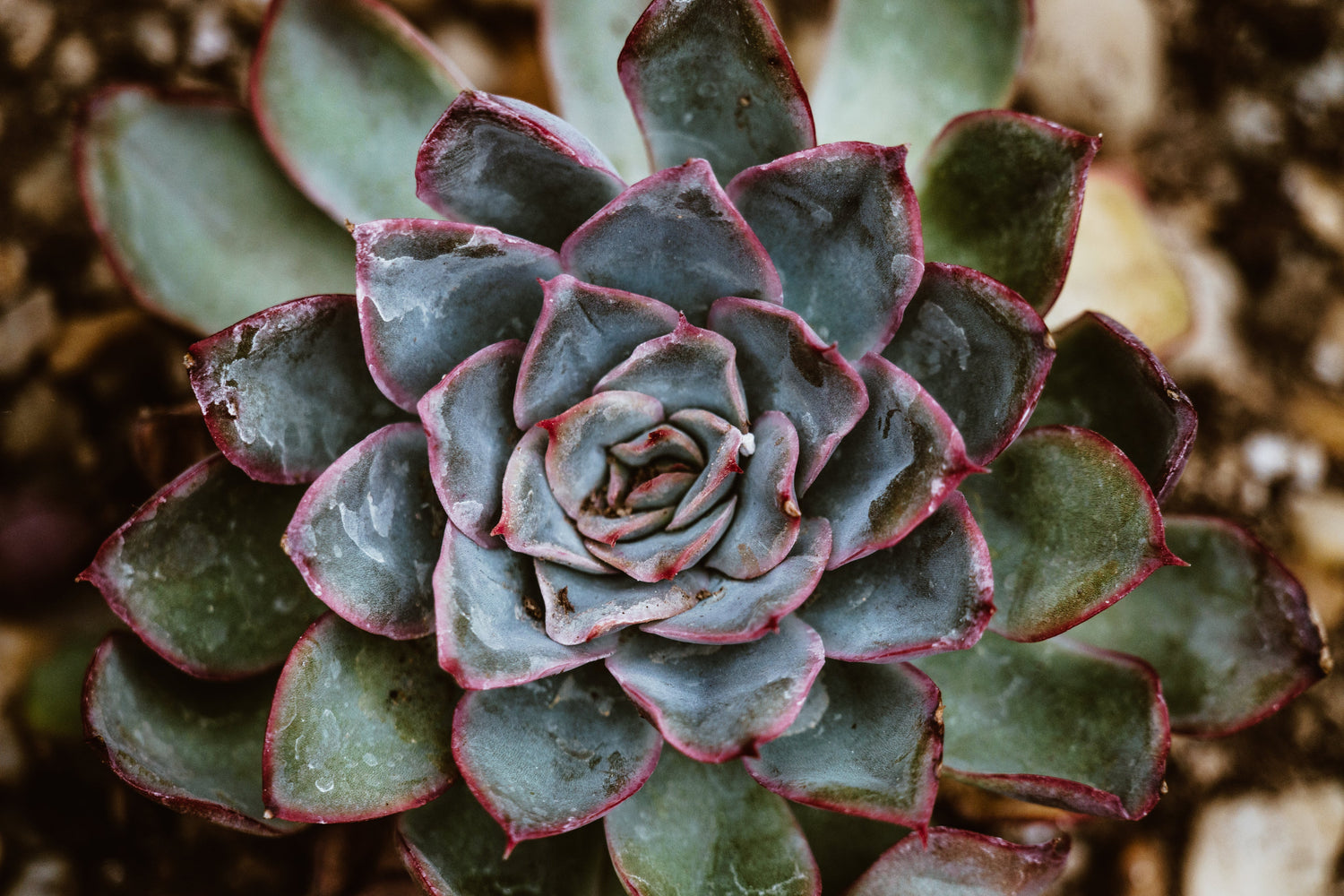 Shop Succulents Online | Unique & Easy-Care Succulents | The Secret PlantHouse