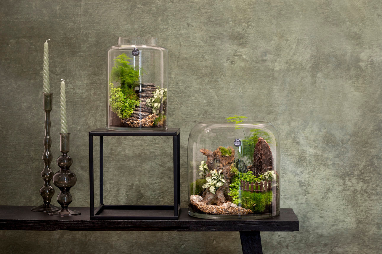 Buy Terrariums Online | Unique Indoor Gardens & Decor