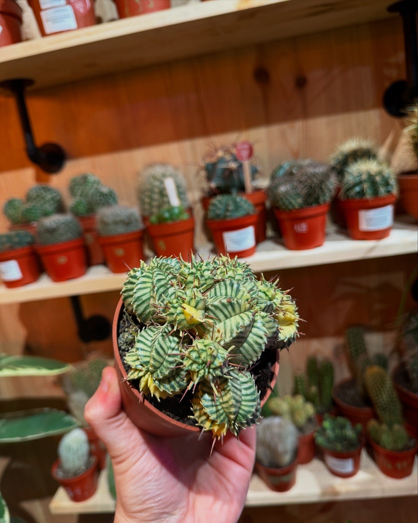 Euphorbia Meloformis Variegata 15cm