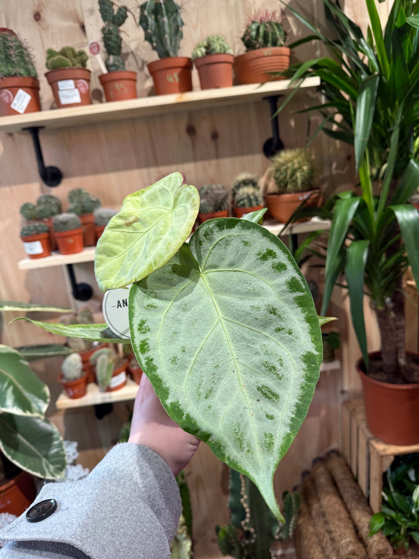 Anthurium crystallinum ‘Silver Blush’ – A Jewel of the Tropics