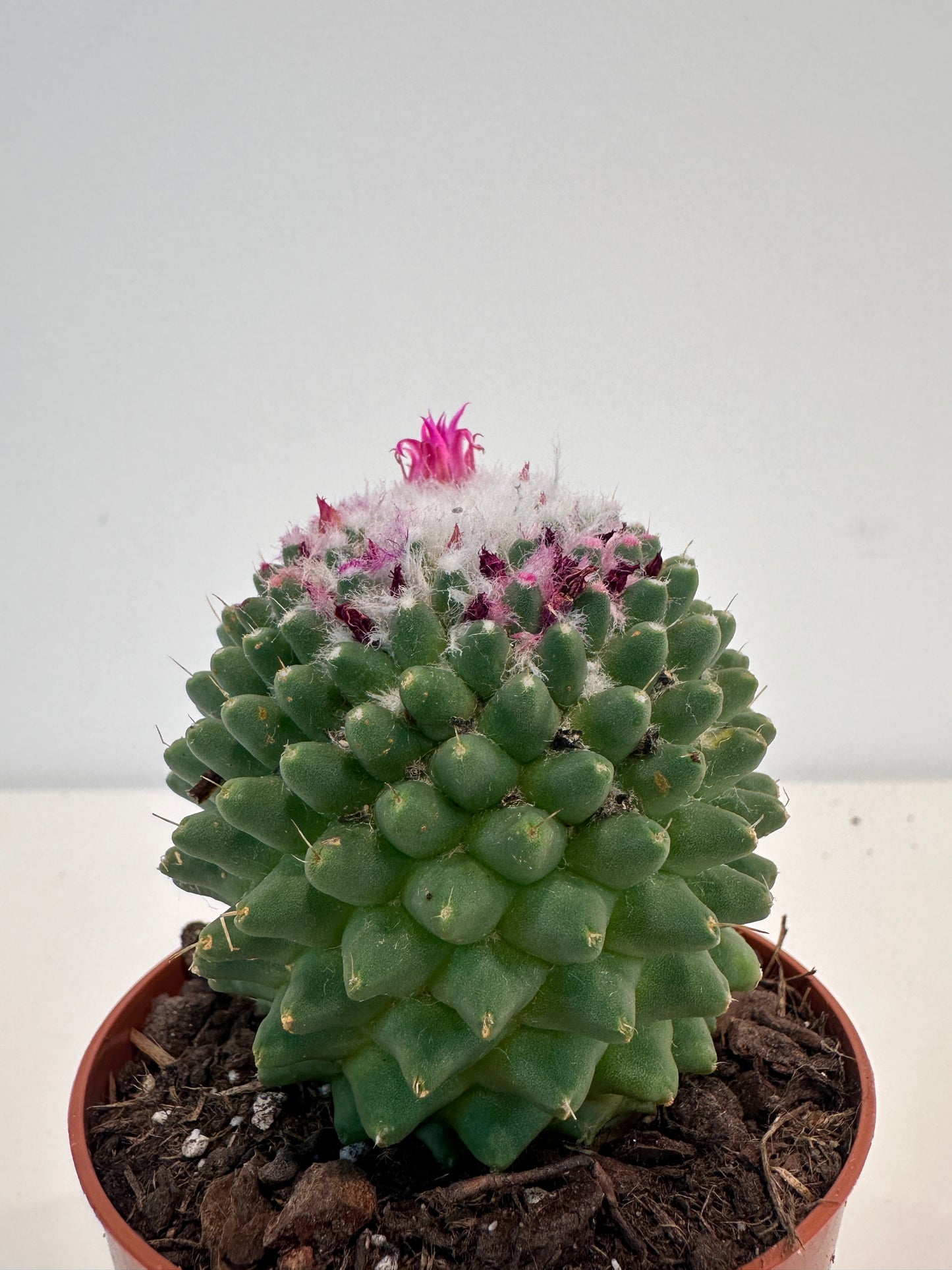 Mammillaria Polythele 'Nuda'