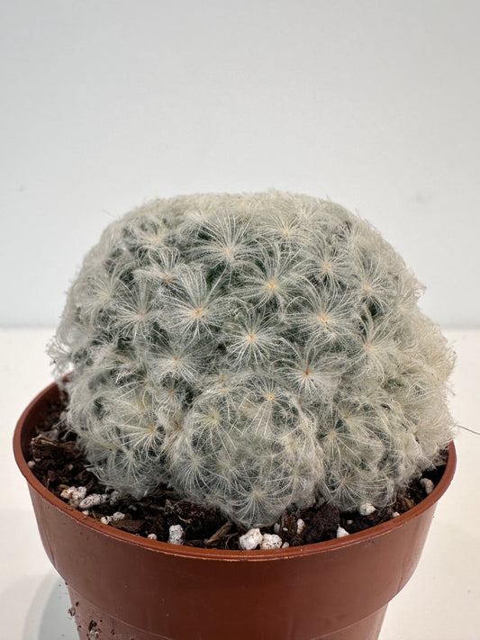 Mammillaria Plumosa