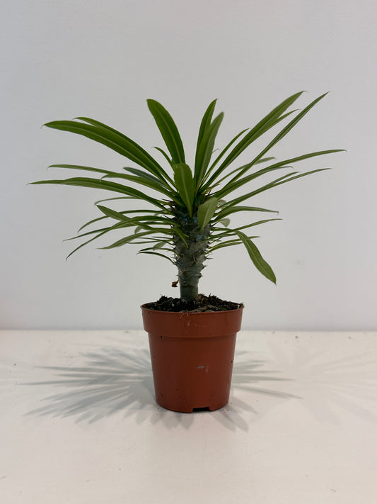 Pachypodium Saundersii