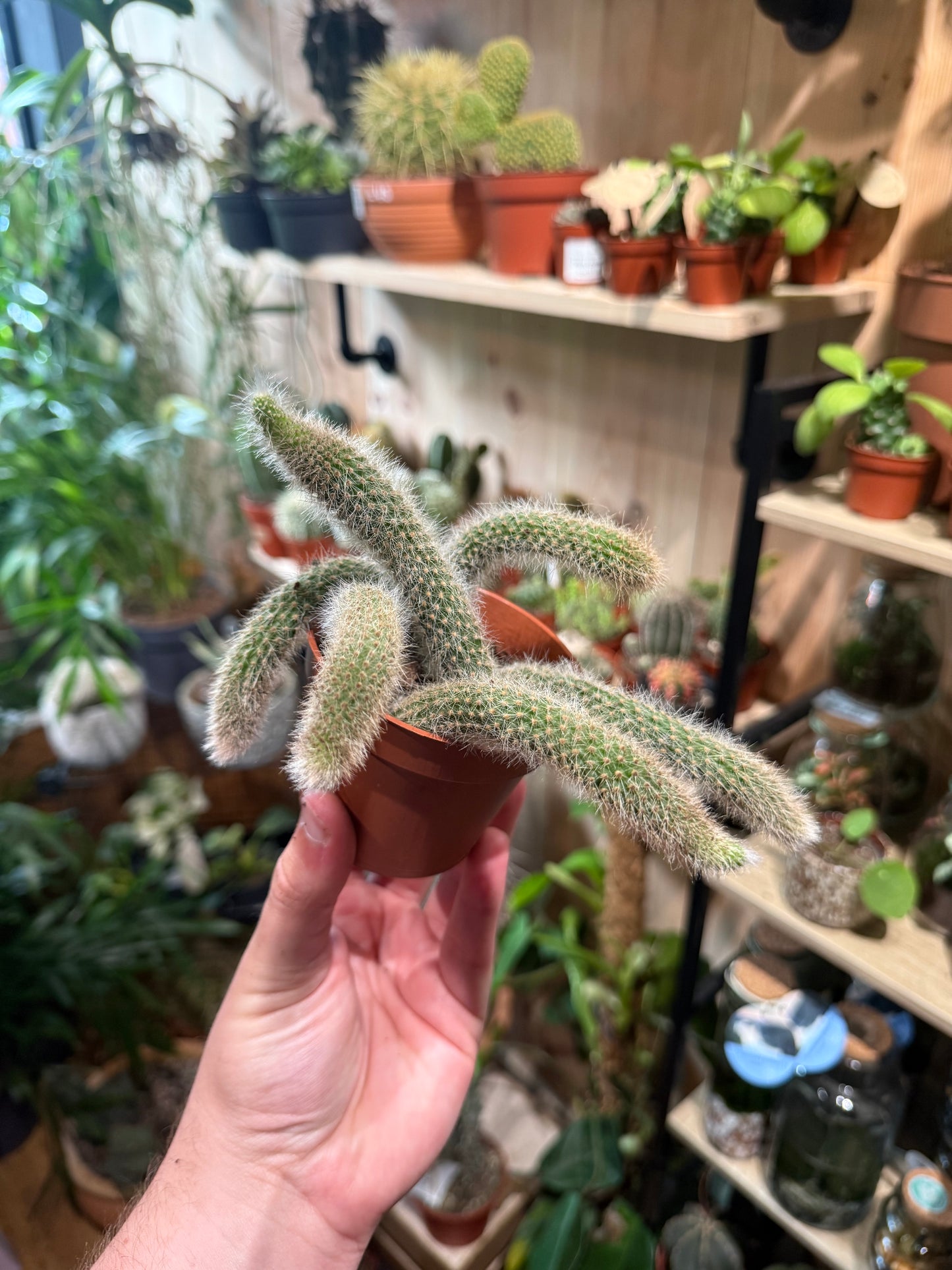 Hildewintera colademononis