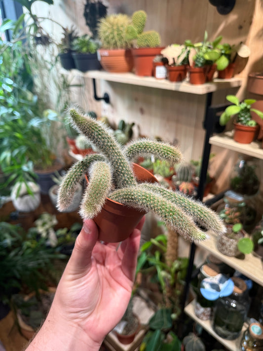 Hildewintera colademononis