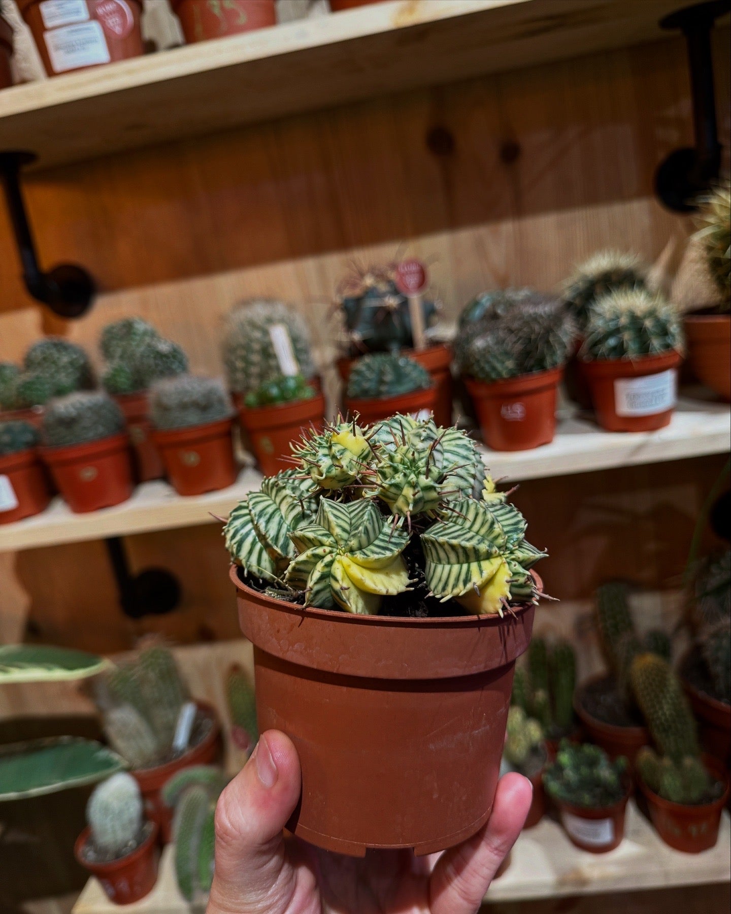 Euphorbia Meloformis Variegata 15cm