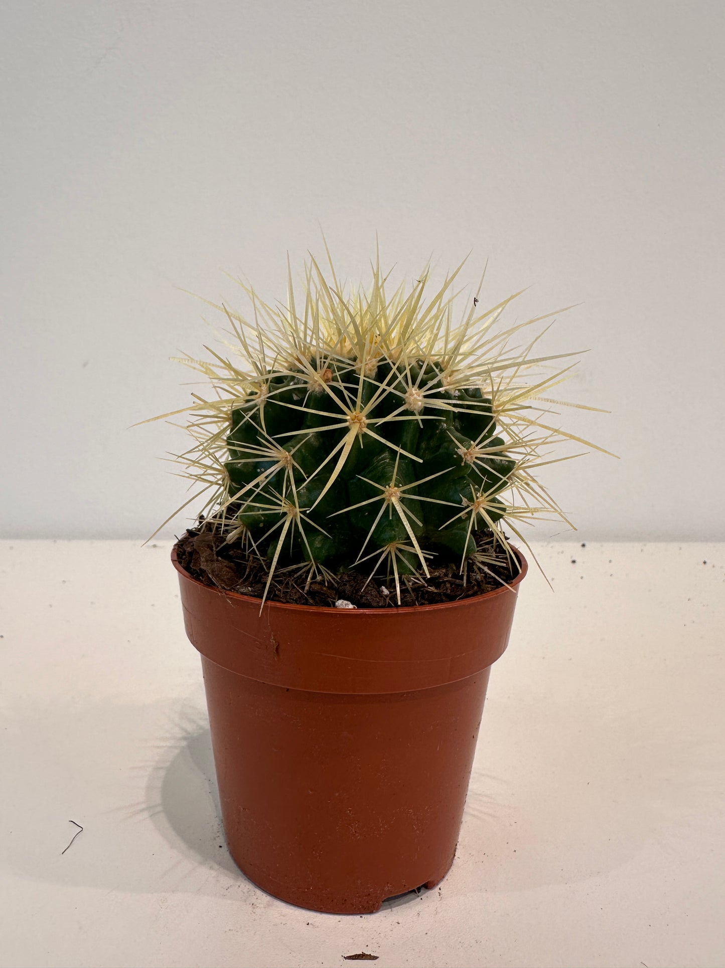 Echinocactus Grusonii