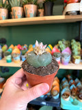 Lophophora Williamsii