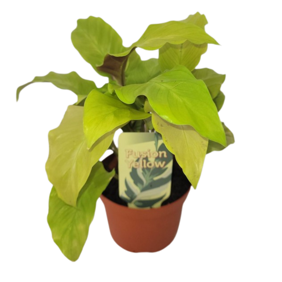 Calathea Lemon