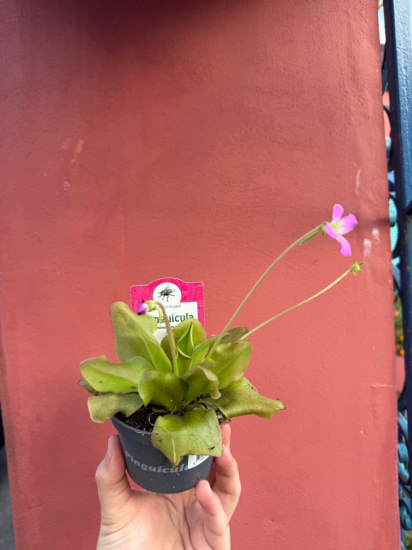 Pinguicula mix 10cm