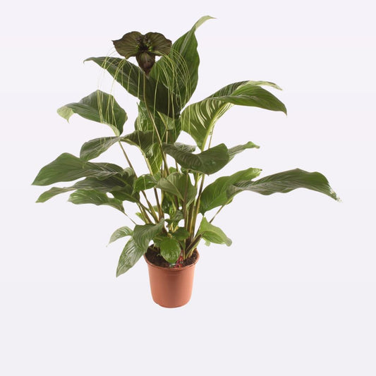 Tacca chantrieri P17 80CM