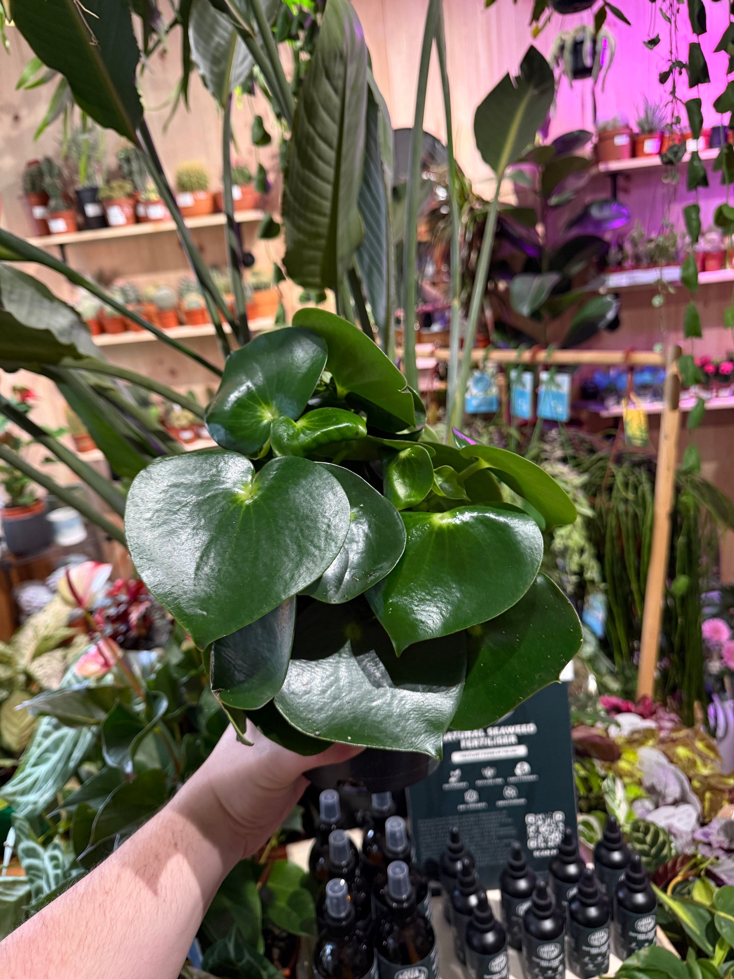 Peperomia polybotrya 'Raindrop' 25cm