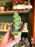 Myrtillocactus geometrizans cv. fukurokuryuzinboku - Boobie Cactus