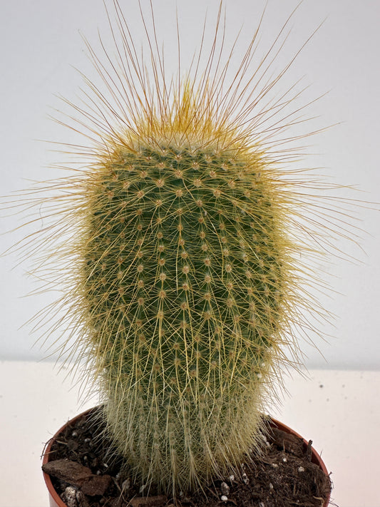 Notocactus Leninghausii