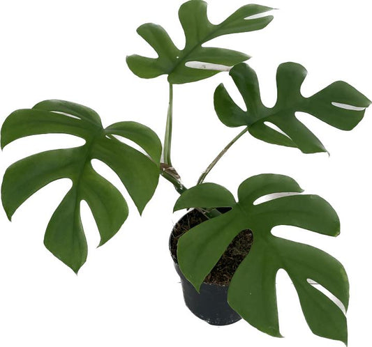 Monstera deliciosa 'Little Sister'