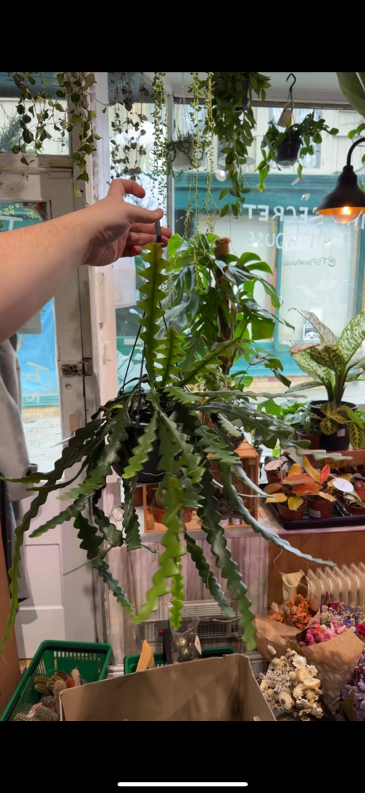 Epiphyllum Anthonyanus Hanging basket 35cm