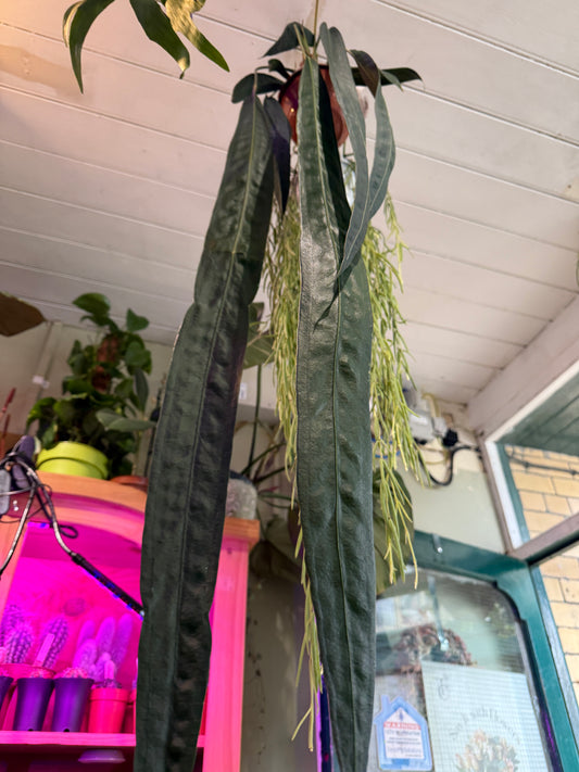 Anthurium Wendlingeri