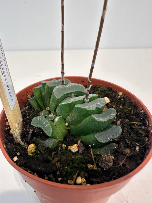 Haworthia Truncata