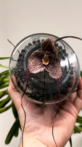 Monkey Orchids hybrid Dracula simia P15 45cm