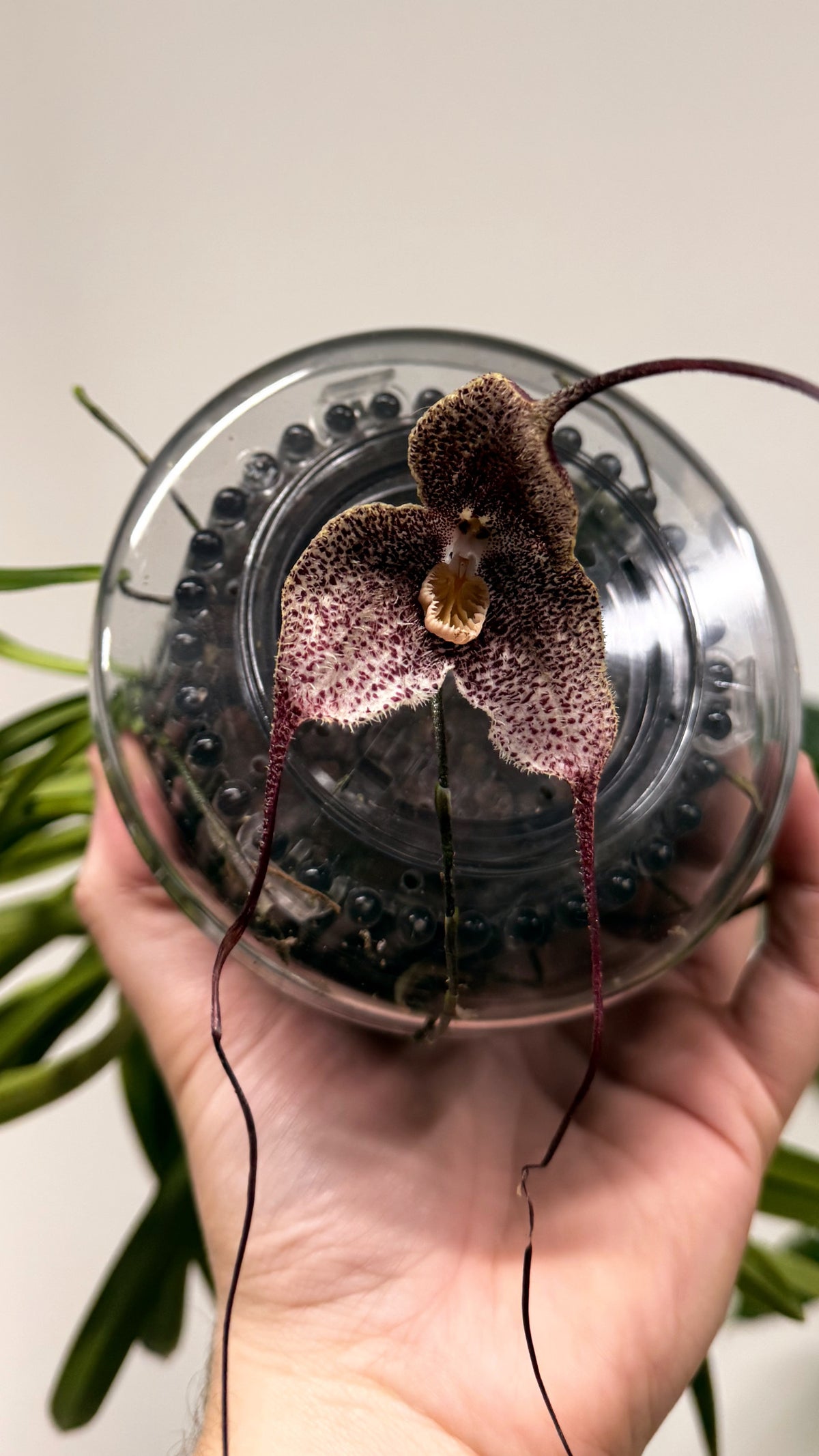 Monkey-face orchid flower over a glass bowl